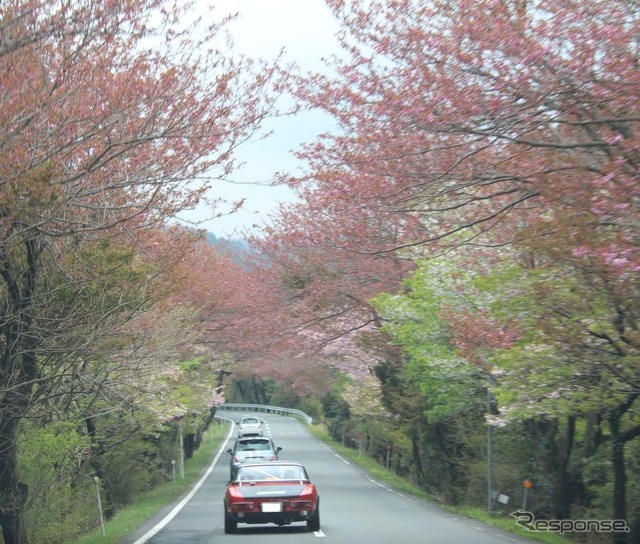 桜並木の中を行く参加車。