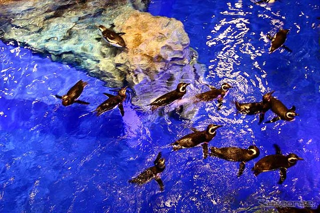 初めて公開されたすみだ水族館の館内