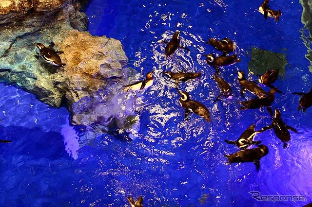 初めて公開されたすみだ水族館の館内