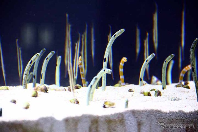 初めて公開されたすみだ水族館の館内
