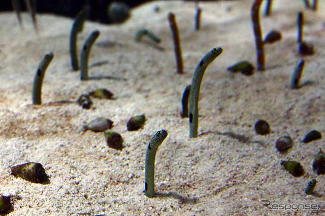 初めて公開されたすみだ水族館の館内