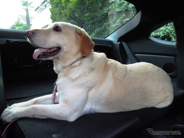 2名乗車で大型犬とドライブできる。