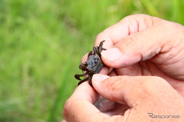 阪神高速11号池田線・東海道線の橋梁ちかくの淀川に生息する生き物を確認