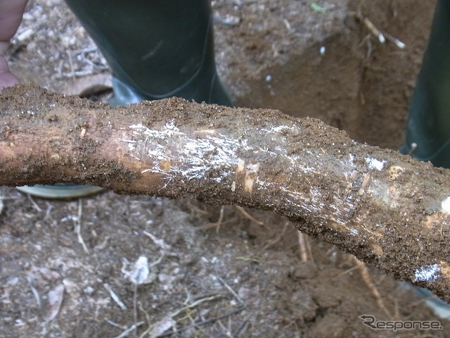 感染部位 菌糸