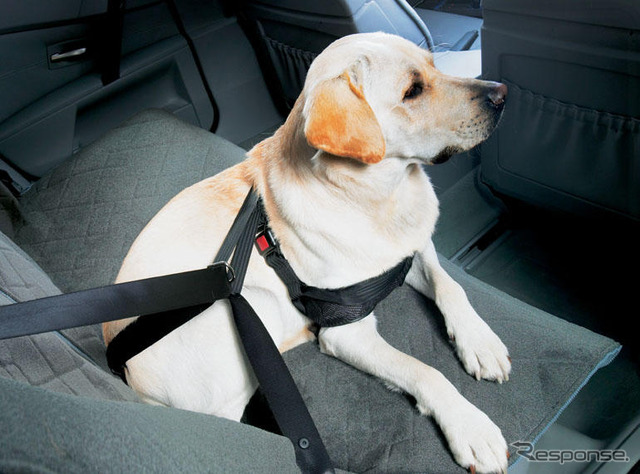 世界初、犬用シートベルトをBMWが発売