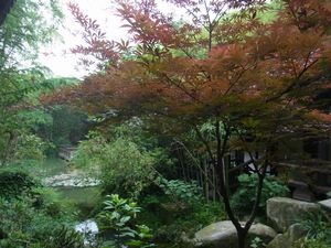 杭州　日本茶の原点を見に行く　（7）　杭州　径山寺と茶