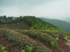 杭州　日本茶の原点を見に行く　（7）　杭州　径山寺と茶