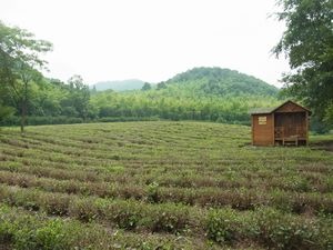 杭州　日本茶の原点を見に行く　（3）　杭州　中天竺　法浄禅寺