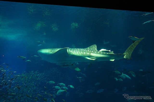 沖縄美ら海水族館