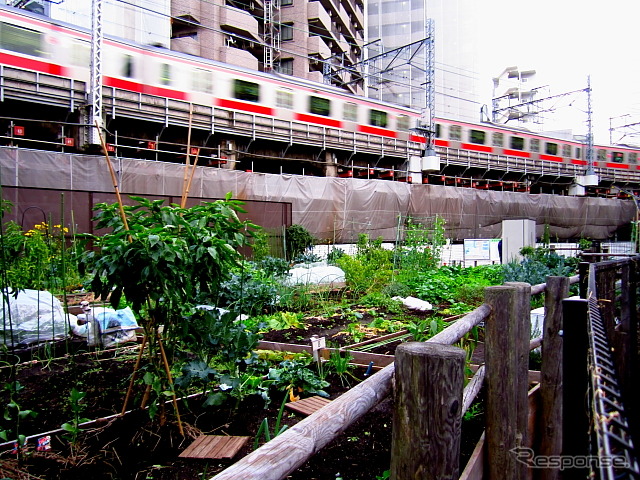都渋谷区東1丁目付近で東横線とともに生きる緑たち