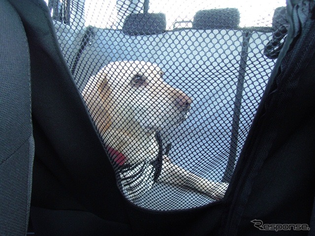 メッシュの窓によって前席から後席の愛犬とアイコンタクト可能。