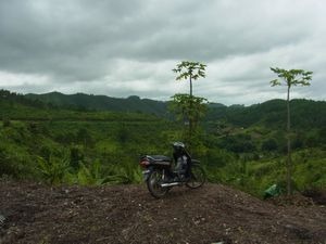 懐かしのミャンマーを行く　（29）　ミャンマー　ガローの茶畑は今