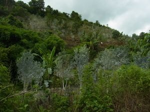 懐かしのミャンマーを行く (29) ミャンマー ガローの茶畑は今
