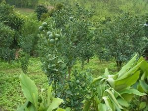 懐かしのミャンマーを行く (29) ミャンマー ガローの茶畑は今