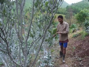 懐かしのミャンマーを行く　（29）　ミャンマー　ガローの茶畑は今