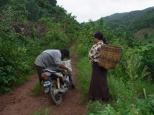 懐かしのミャンマーを行く　（29）　ミャンマー　ガローの茶畑は今