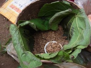 懐かしのミャンマーを行く (28) ミャンマー 紅茶、そして納豆