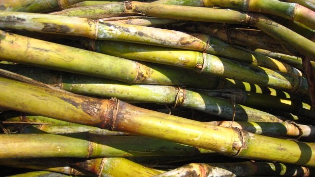 タイのサトウキビ生産量が2年連続減少!日本の菓子業界にも影響必至?