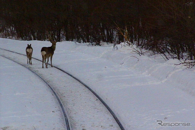 JR北海道 釧網線 (2013年2月)