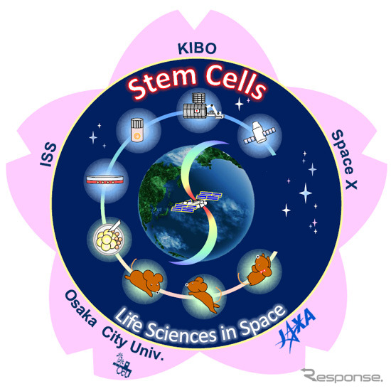 「ES細胞を用いた宇宙環境が生殖細胞に及ぼす影響の研究」（ステム・セルズ）