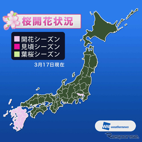 桜開花予想図