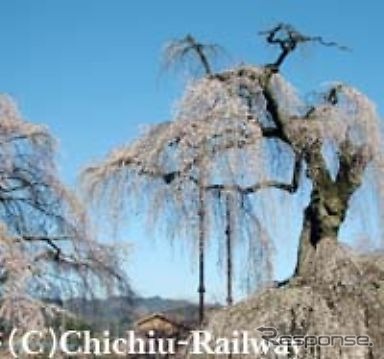 お花見列車