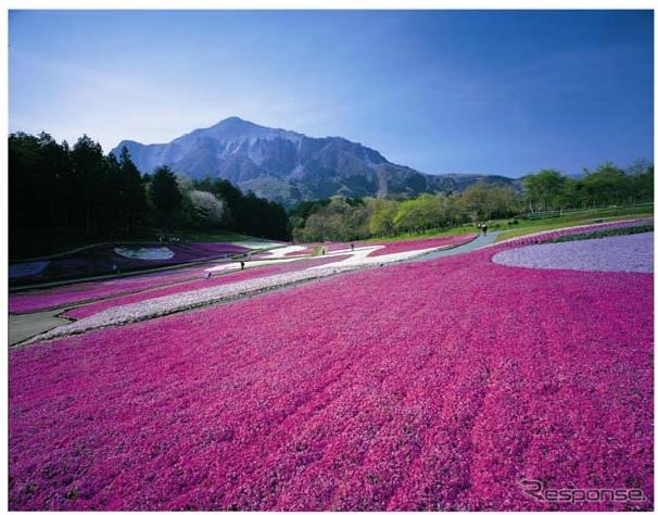 羊山公園の芝桜の丘