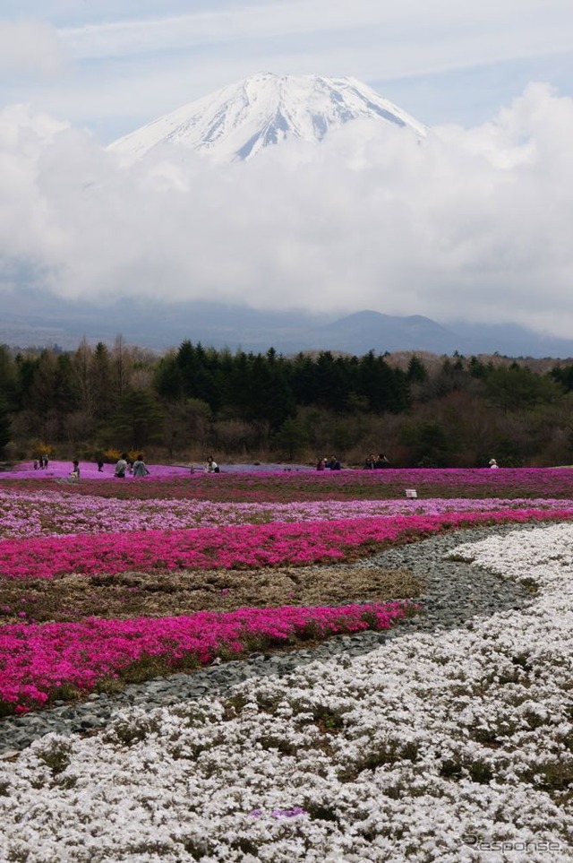 富士河口湖町で開催される富士芝桜まつりが、ゴールデンウィークに見頃を迎える(写真は4月25日に撮影)