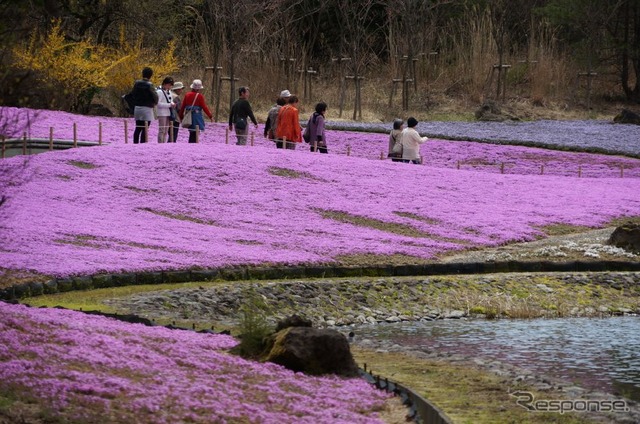 芝桜と富士山の競演、ゴールデンウィークに見頃