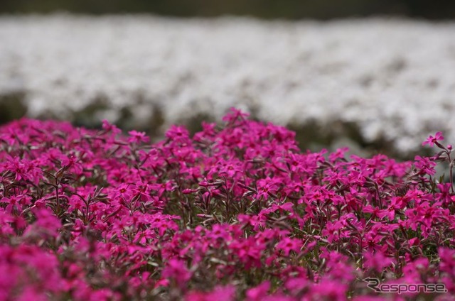芝桜と富士山の競演、ゴールデンウィークに見頃