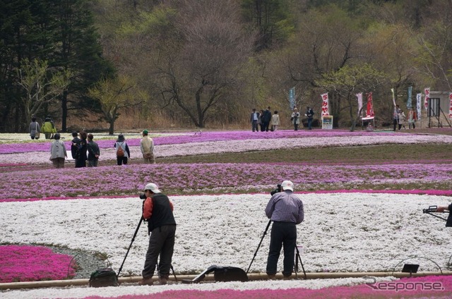 芝桜と富士山の競演、ゴールデンウィークに見頃