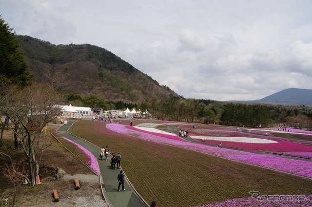 芝桜と富士山の競演、ゴールデンウィークに見頃