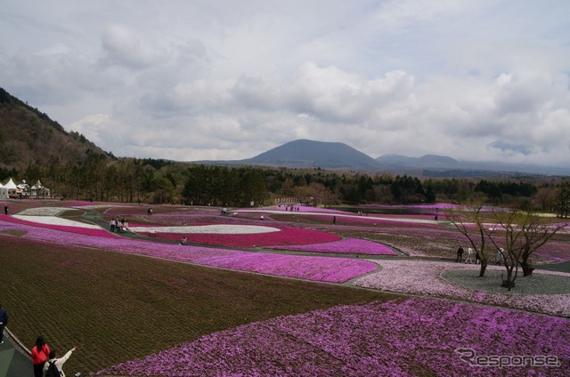 芝桜と富士山の競演、ゴールデンウィークに見頃