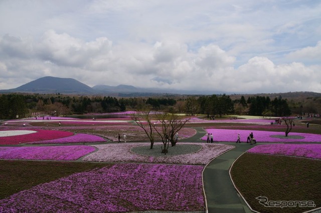 芝桜と富士山の競演、ゴールデンウィークに見頃