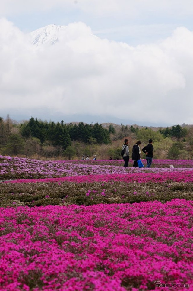 芝桜と富士山の競演、ゴールデンウィークに見頃