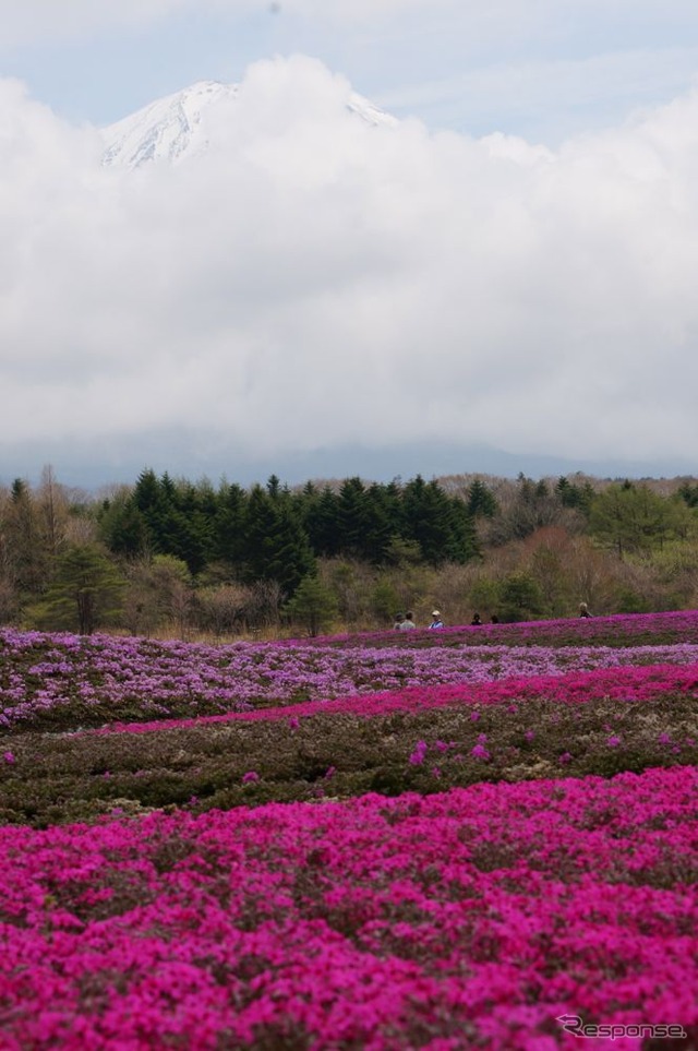 芝桜と富士山の競演、ゴールデンウィークに見頃