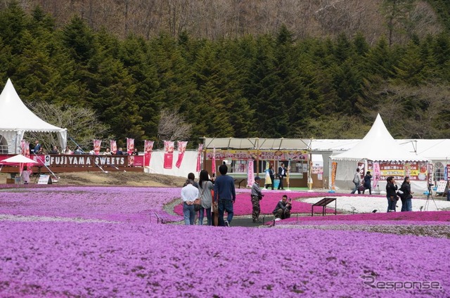 芝桜と富士山の競演、ゴールデンウィークに見頃