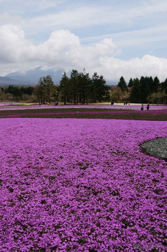 芝桜と富士山の競演、ゴールデンウィークに見頃