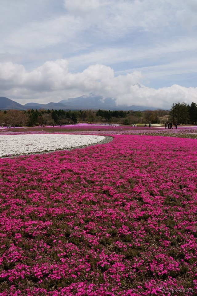 芝桜と富士山の競演、ゴールデンウィークに見頃