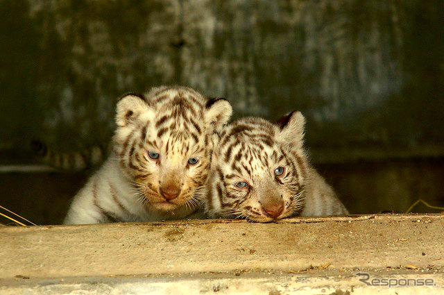 東武動物公園で飼育されているホワイトタイガーの赤ちゃんは2日から正式公開がスタート。悪天候を除き、10-16時に展示される。