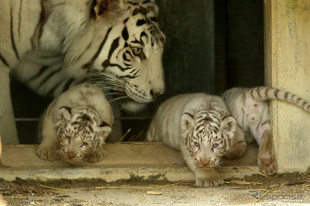 東武動物公園で飼育されているホワイトタイガーの赤ちゃんは2日から正式公開がスタート。悪天候を除き、10-16時に展示される。