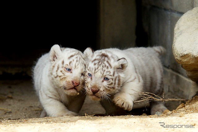 東武動物公園で飼育されているホワイトタイガーの赤ちゃんは2日から正式公開がスタート。悪天候を除き、10-16時に展示される。