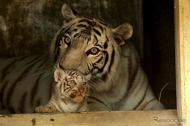 東武動物公園で飼育されているホワイトタイガーの赤ちゃんは2日から正式公開がスタート。悪天候を除き、10-16時に展示される。