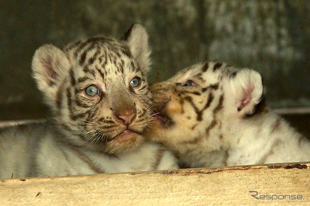 東武動物公園で飼育されているホワイトタイガーの赤ちゃんは2日から正式公開がスタート。悪天候を除き、10-16時に展示される。