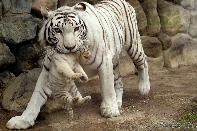 東武動物公園で飼育されているホワイトタイガーの赤ちゃんは2日から正式公開がスタート。悪天候を除き、10-16時に展示される。