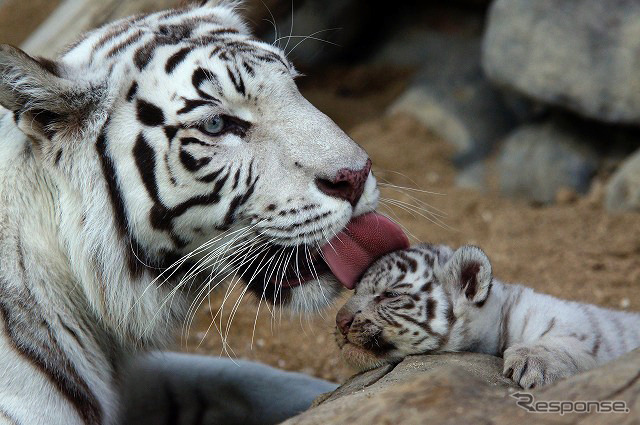東武動物公園で飼育されているホワイトタイガーの赤ちゃんは2日から正式公開がスタート。悪天候を除き、10-16時に展示される。