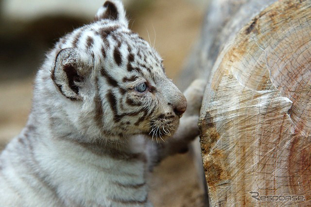 東武動物公園で飼育されているホワイトタイガーの赤ちゃんは2日から正式公開がスタート。悪天候を除き、10-16時に展示される。