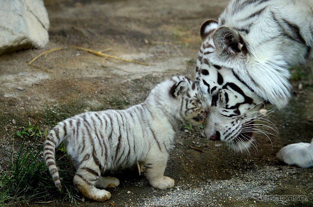 東武動物公園で飼育されているホワイトタイガーの赤ちゃんは2日から正式公開がスタート。悪天候を除き、10-16時に展示される。