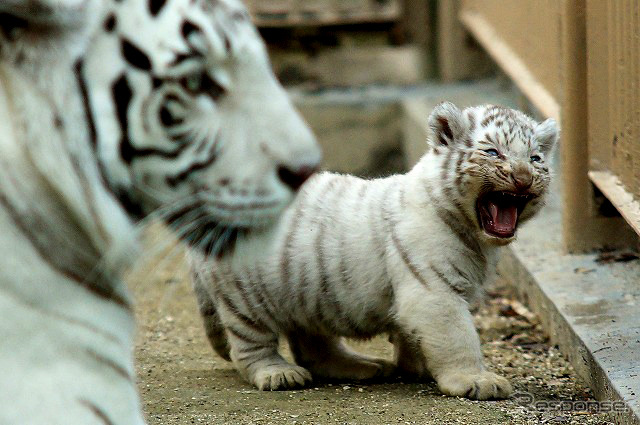 東武動物公園で飼育されているホワイトタイガーの赤ちゃんは2日から正式公開がスタート。悪天候を除き、10-16時に展示される。