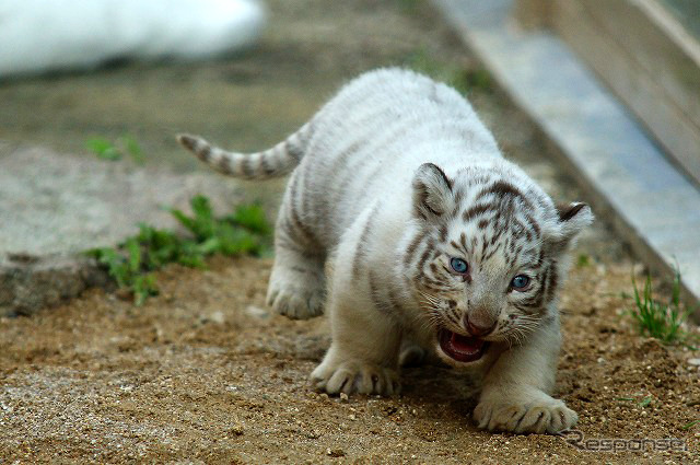 東武動物公園で飼育されているホワイトタイガーの赤ちゃんは2日から正式公開がスタート。悪天候を除き、10-16時に展示される。